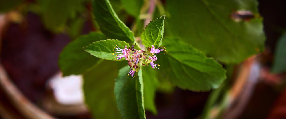 Tulsi (Holy Basil): How this Potent Ayurvedic Herb Promotes Health