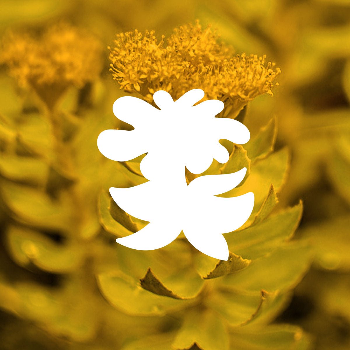 Clover rhodiola illustration shown with photo of rhodiola plant