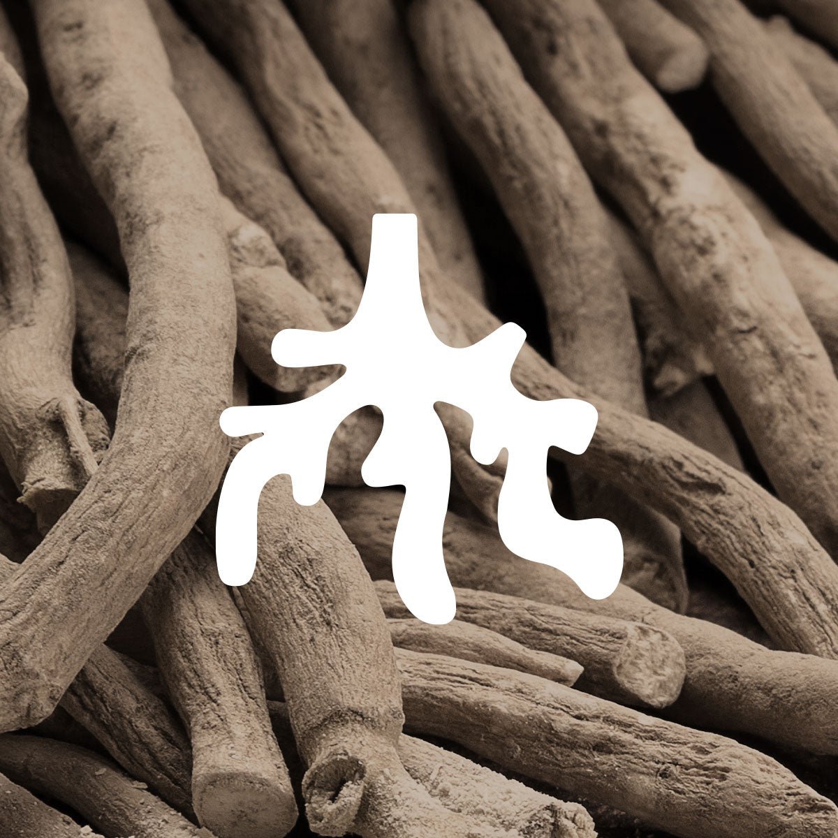 Clover ashwagandha illustration shown with photo of harvested ashwagandha root