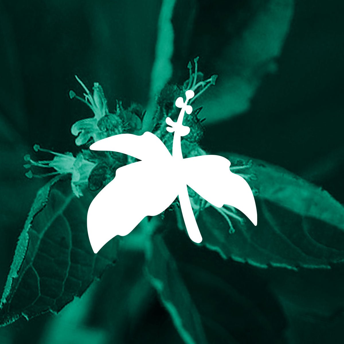 Clover tulsi holy basil illustration shown with photo of tulsi holy basil plant