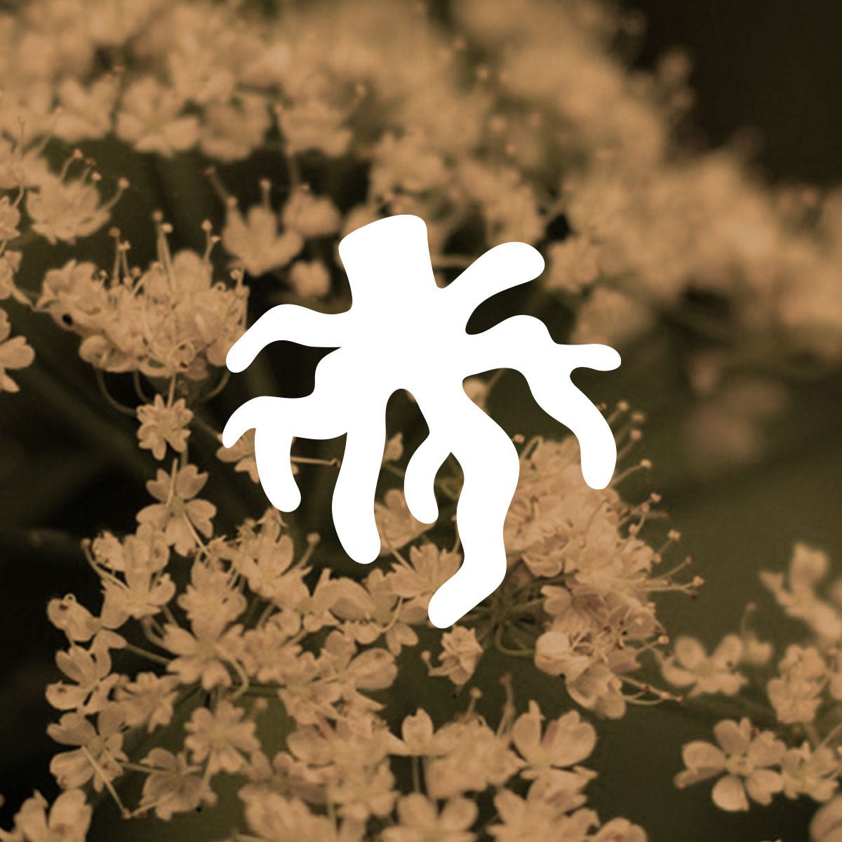 Clover valerian root illustration shown with photo of valerian flowers