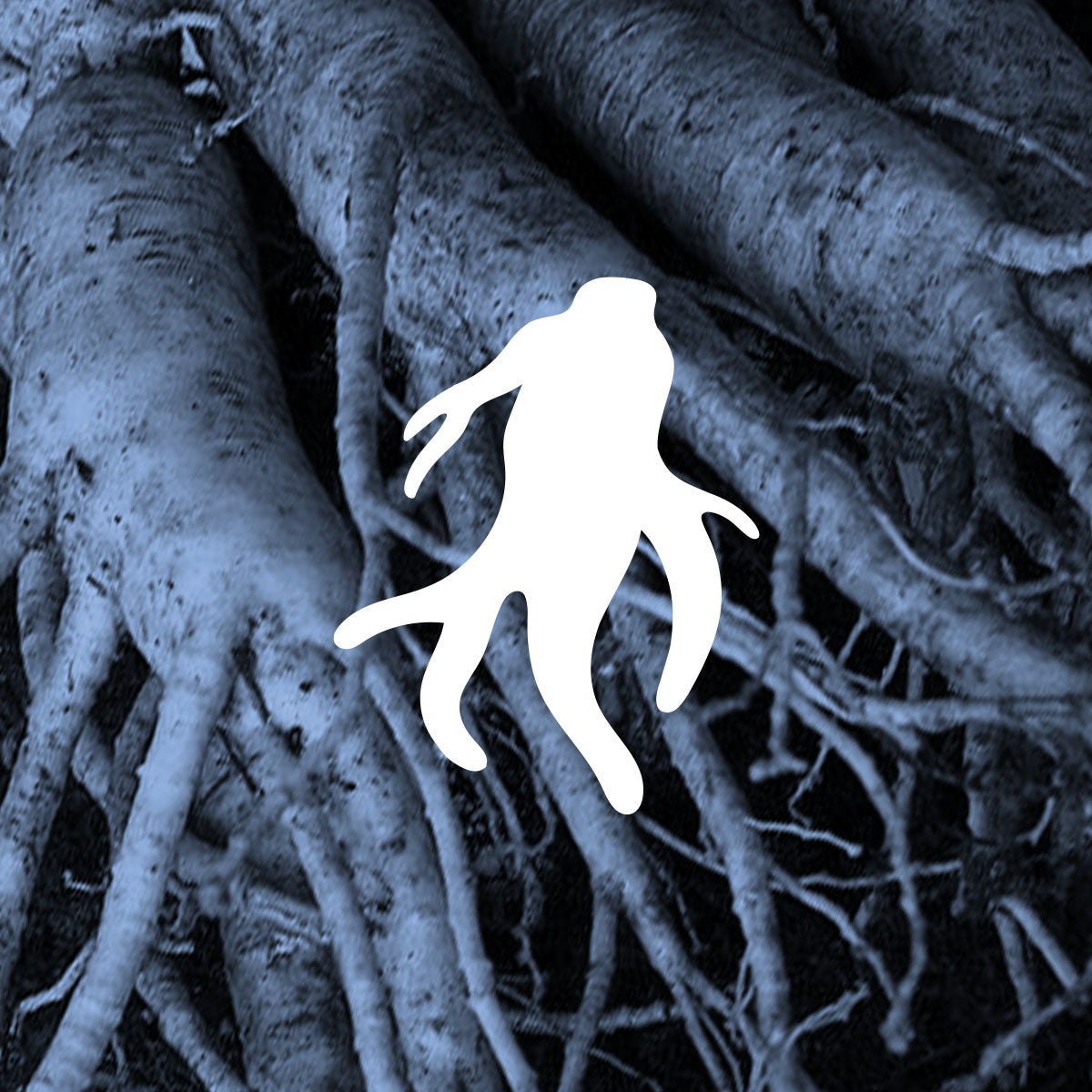 Clover ginseng illustration shown with photo of ginseng root
