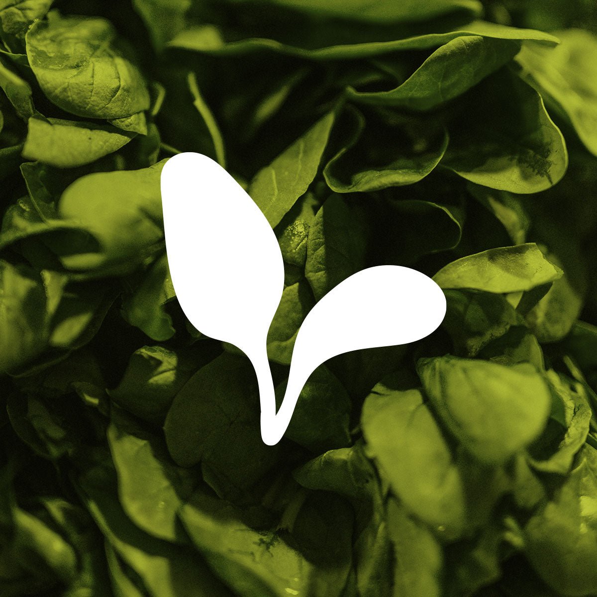 Clover spinach illustration shown with photo of fresh spinach