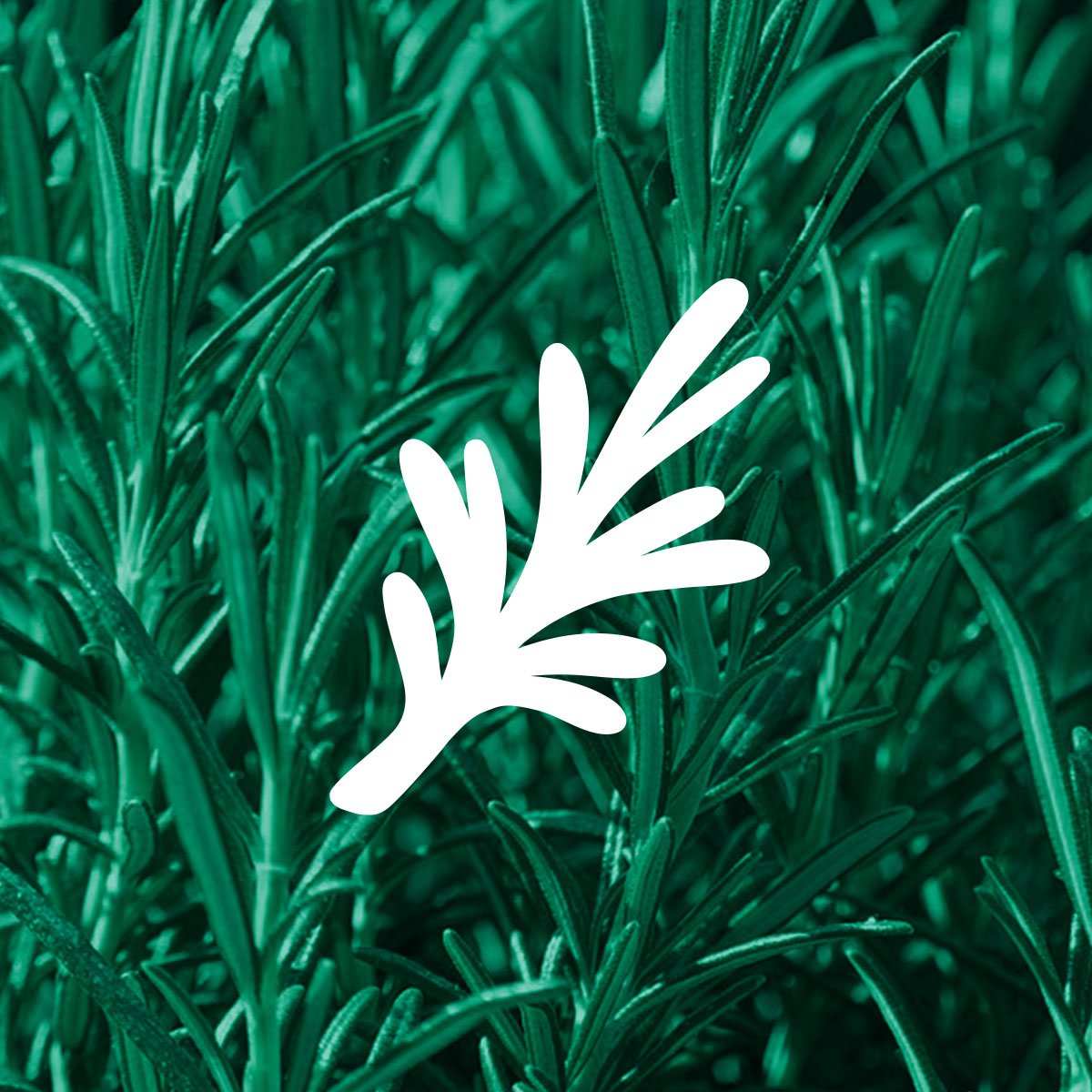 Clover rosemary illustration shown with photo of fresh rosemary plant