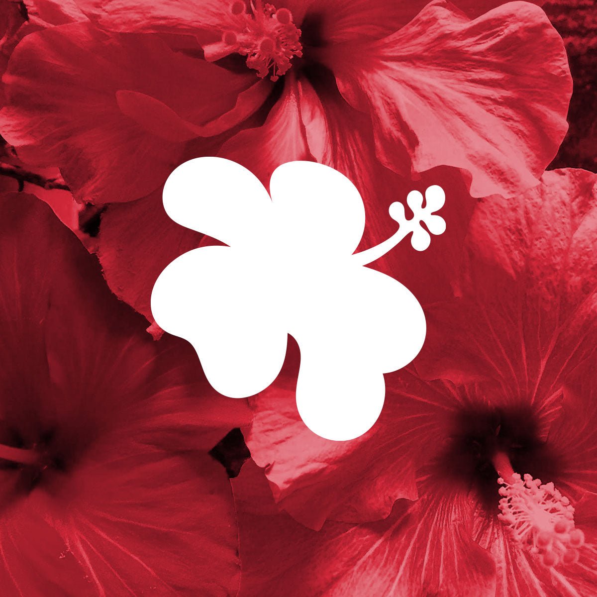 Clover hibiscus illustration shown with photo of hibiscus flowers