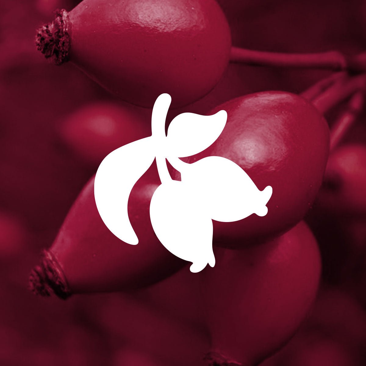 Clover rosehip illustration shown with photo of fresh rosehips
