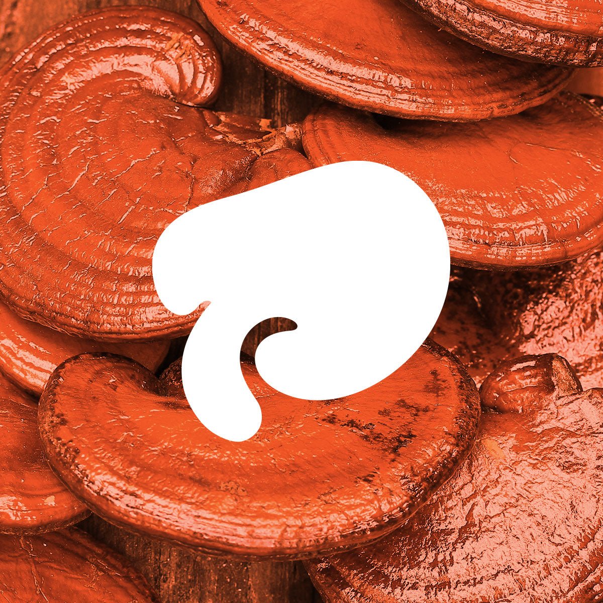 Clover reishi mushroom illustration shown with photo of reishi mushrooms